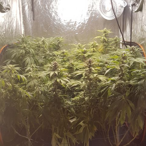 Peyote Critical #1 growlog timeline photo