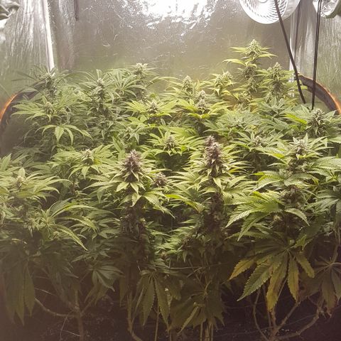 Peyote Critical #1 growlog timeline photo