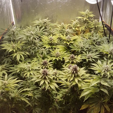 Peyote Critical #1 growlog timeline photo