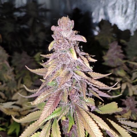 Peyote Critical #1 growlog timeline photo