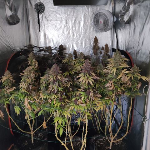 Peyote Critical #1 growlog timeline photo