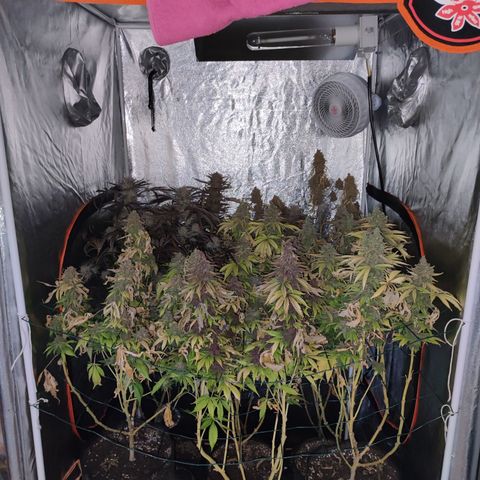 Peyote Critical #1 growlog timeline photo