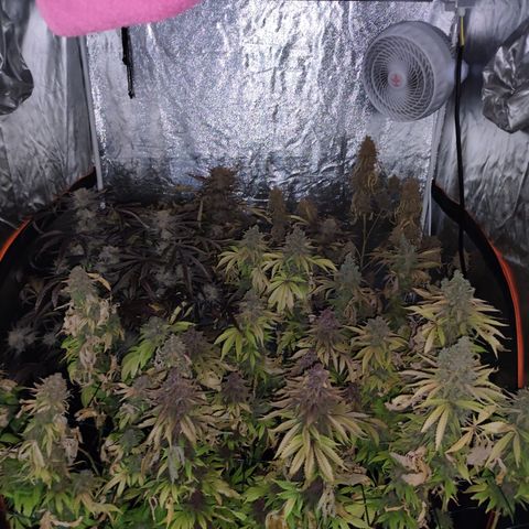 Peyote Critical #1 growlog timeline photo