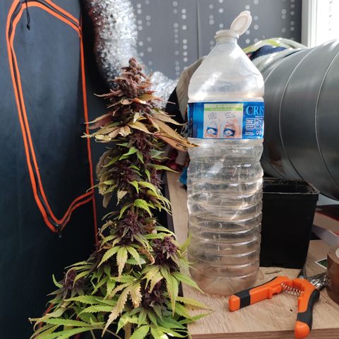 Peyote Critical #1 growlog timeline photo
