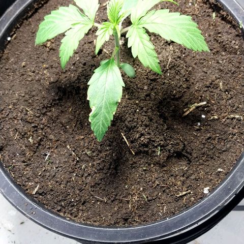 Big Bud Autoflower growlog timeline photo
