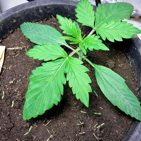 Big Bud Autoflower growlog timeline photo