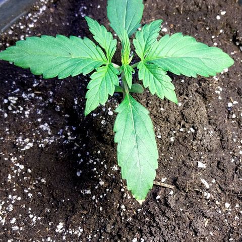 Big Bud Autoflower growlog timeline photo