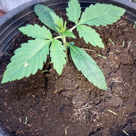 Big Bud Autoflower growlog timeline photo