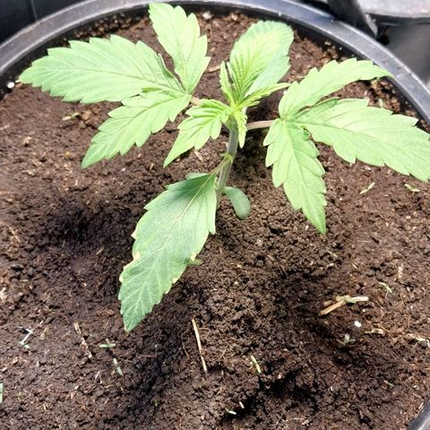 Big Bud Autoflower growlog timeline photo