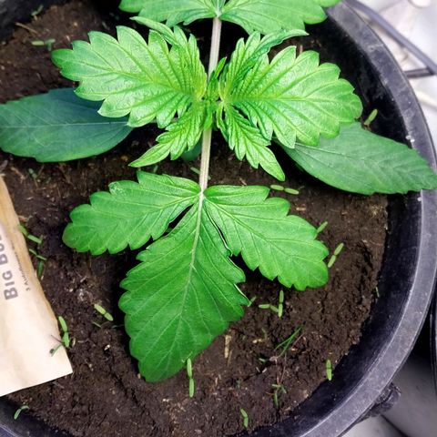 Big Bud Autoflower growlog timeline photo