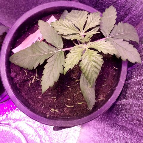 Big Bud Autoflower growlog timeline photo