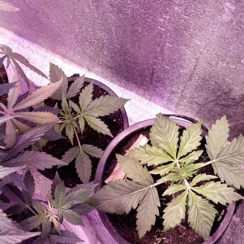 Big Bud Autoflower growlog timeline photo