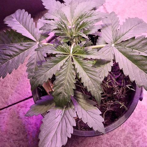 Big Bud Autoflower growlog timeline photo