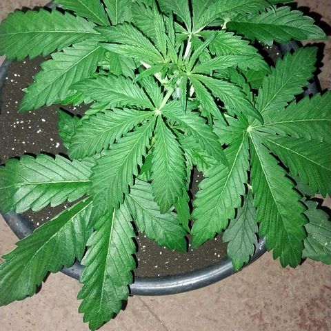 Big Bud Autoflower growlog timeline photo