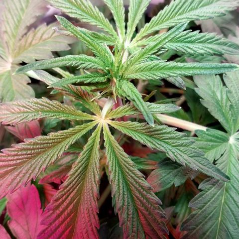 Big Bud Autoflower growlog timeline photo
