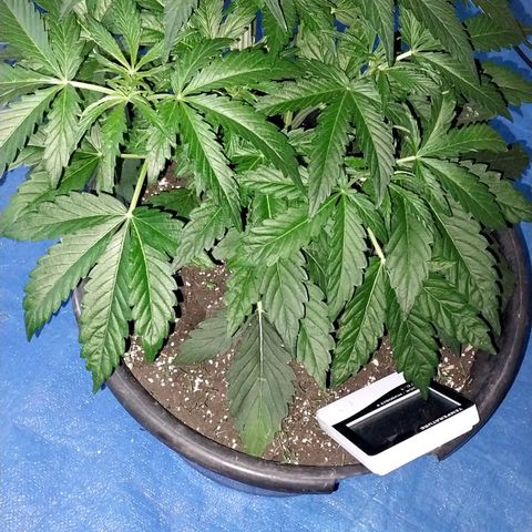 Big Bud Autoflower growlog timeline photo