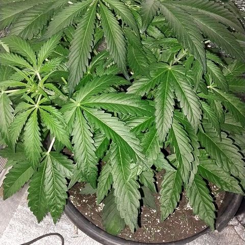 Big Bud Autoflower growlog timeline photo