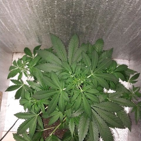 Big Bud Autoflower growlog timeline photo
