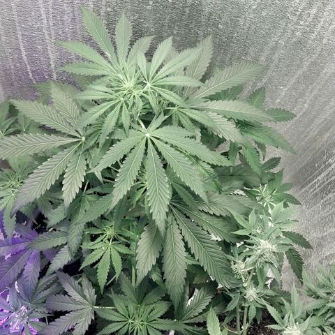Big Bud Autoflower growlog timeline photo