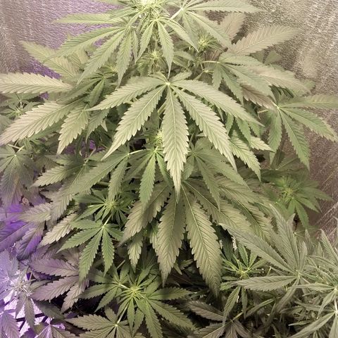Big Bud Autoflower growlog timeline photo