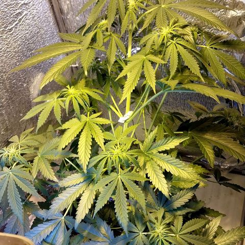 Big Bud Autoflower growlog timeline photo