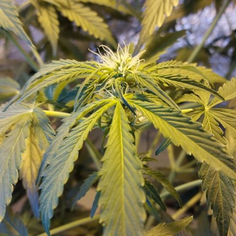 Big Bud Autoflower growlog timeline photo