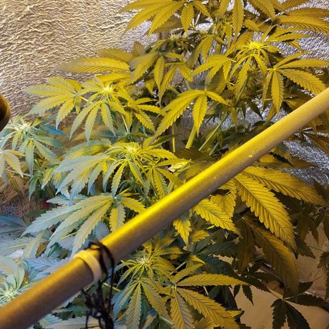 Big Bud Autoflower growlog timeline photo