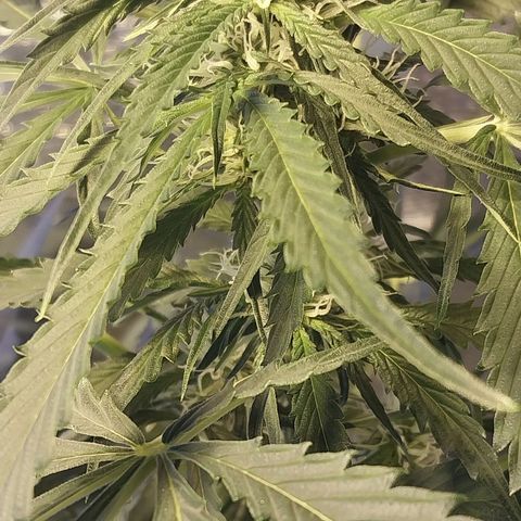 Big Bud Autoflower growlog timeline photo