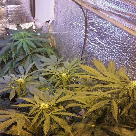 Big Bud Autoflower growlog timeline photo