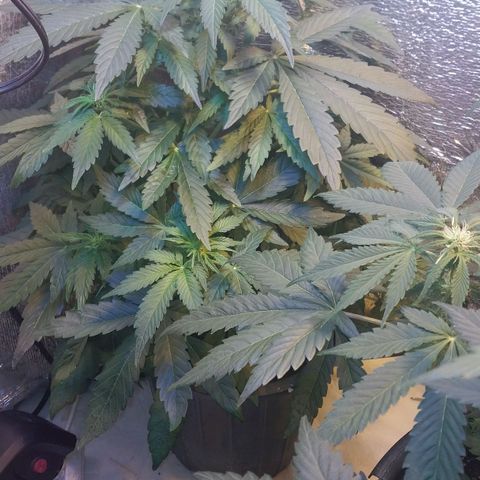 Big Bud Autoflower growlog timeline photo