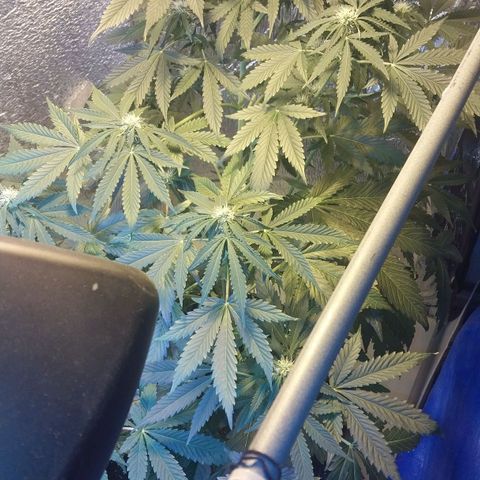Big Bud Autoflower growlog timeline photo