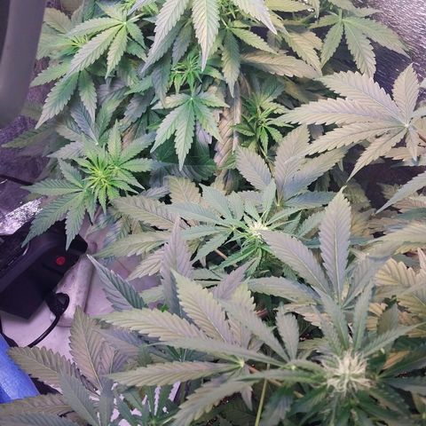 Big Bud Autoflower growlog timeline photo