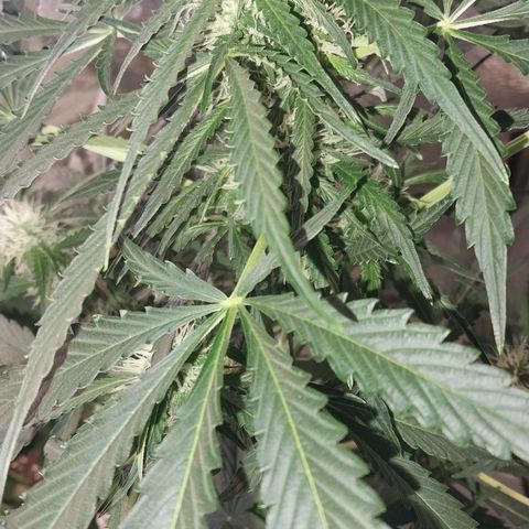 Big Bud Autoflower growlog timeline photo