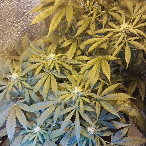 Big Bud Autoflower growlog timeline photo