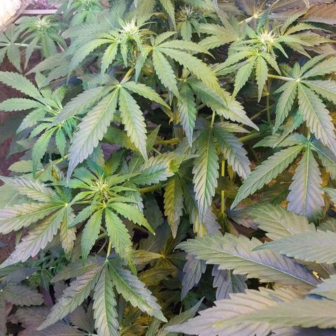 Big Bud Autoflower growlog timeline photo