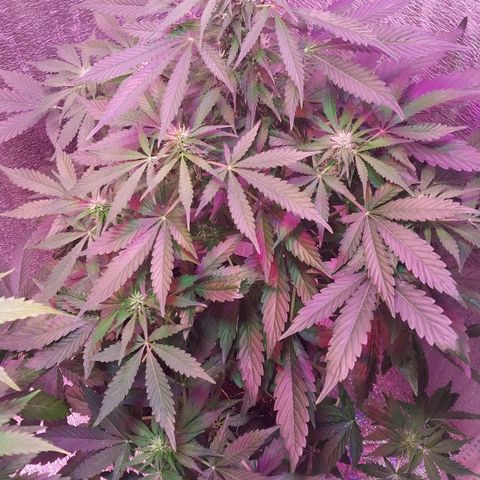 Big Bud Autoflower growlog timeline photo
