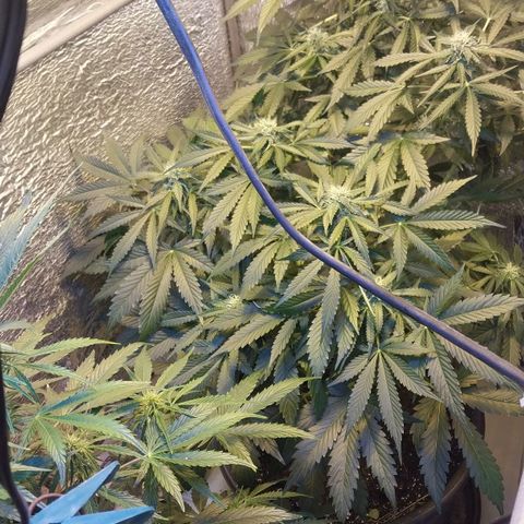 Big Bud Autoflower growlog timeline photo