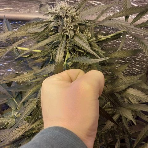 Big Bud Autoflower growlog timeline photo
