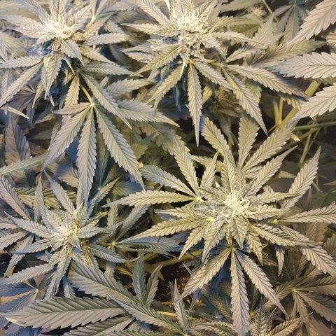Big Bud Autoflower growlog timeline photo