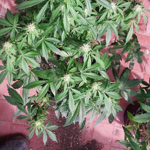Big Bud Autoflower growlog timeline photo