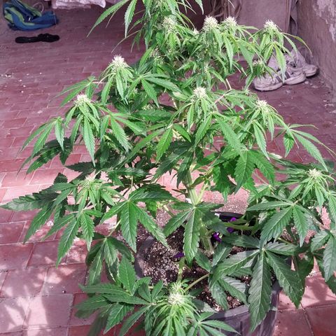 Big Bud Autoflower growlog timeline photo