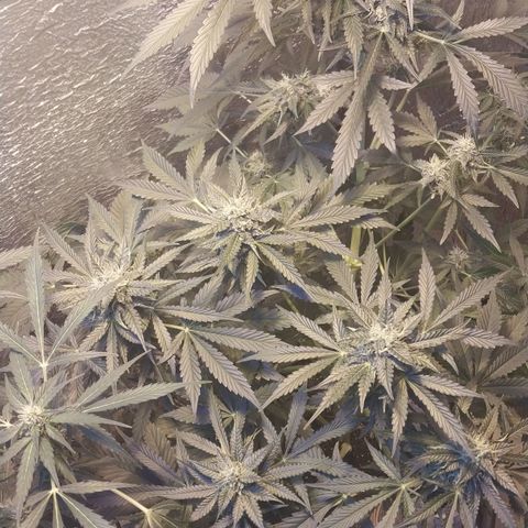 Big Bud Autoflower growlog timeline photo