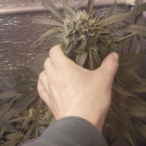 Big Bud Autoflower growlog timeline photo
