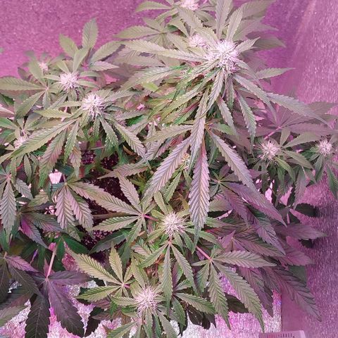 Big Bud Autoflower growlog timeline photo
