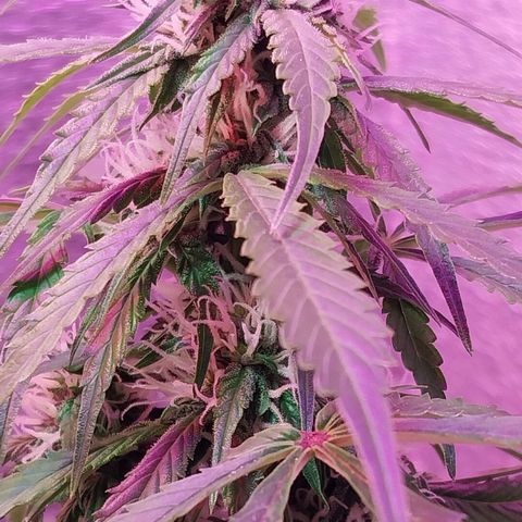 Big Bud Autoflower growlog timeline photo