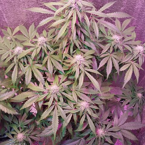 Big Bud Autoflower growlog timeline photo