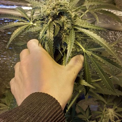 Big Bud Autoflower growlog timeline photo