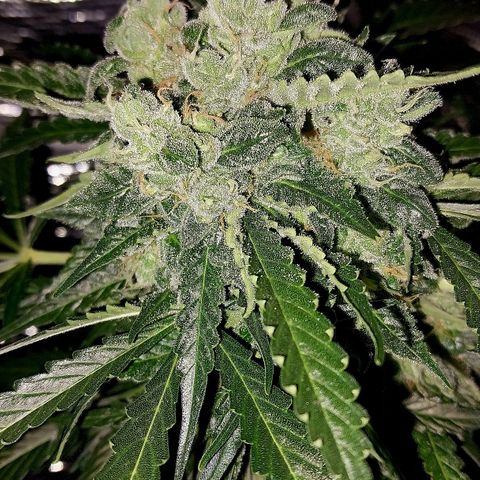 Big Bud Autoflower growlog timeline photo