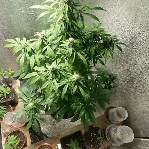 Big Bud Autoflower growlog timeline photo