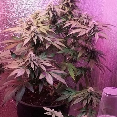 Big Bud Autoflower growlog timeline photo